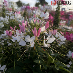 妙玉开庖野史最精髓的十句话
